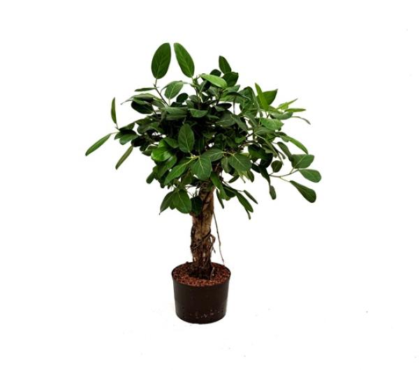 Ficus benghalensis "Audrey"